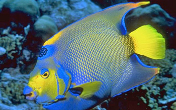 Scuba diving Seychelles