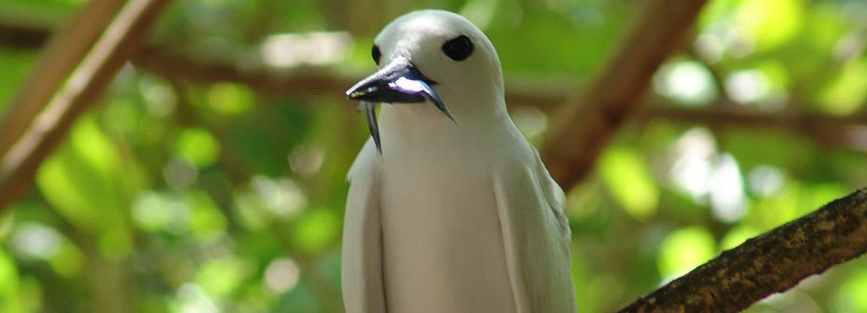 Tropical birds, flora and fauna in Seychelles